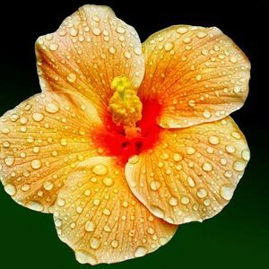 Meet your Posher, Angie